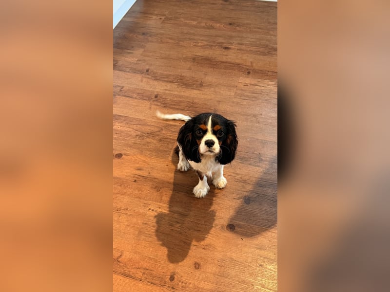 Herzensbrecher Loki sucht ein neues Zuhause