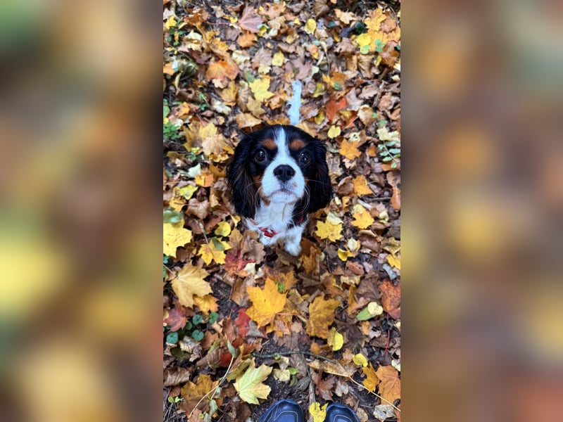 Herzensbrecher Loki sucht ein neues Zuhause
