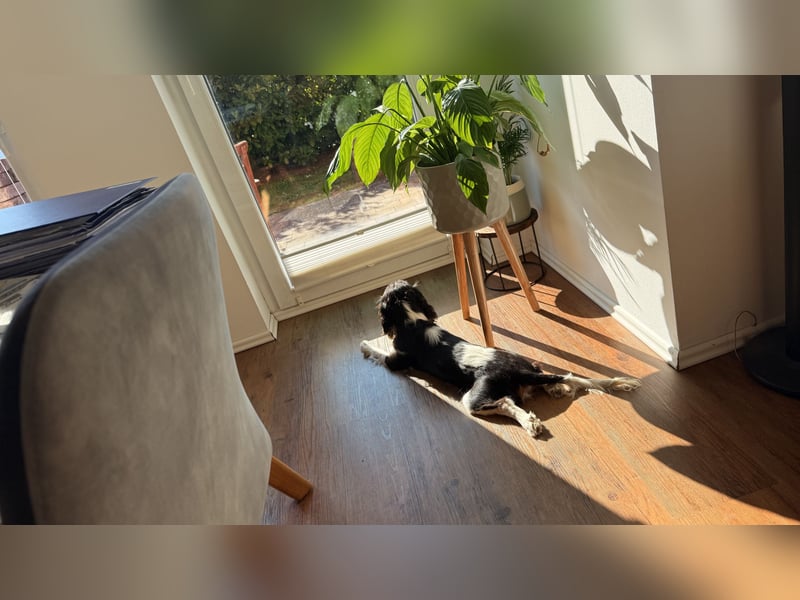 Herzensbrecher Loki sucht ein neues Zuhause
