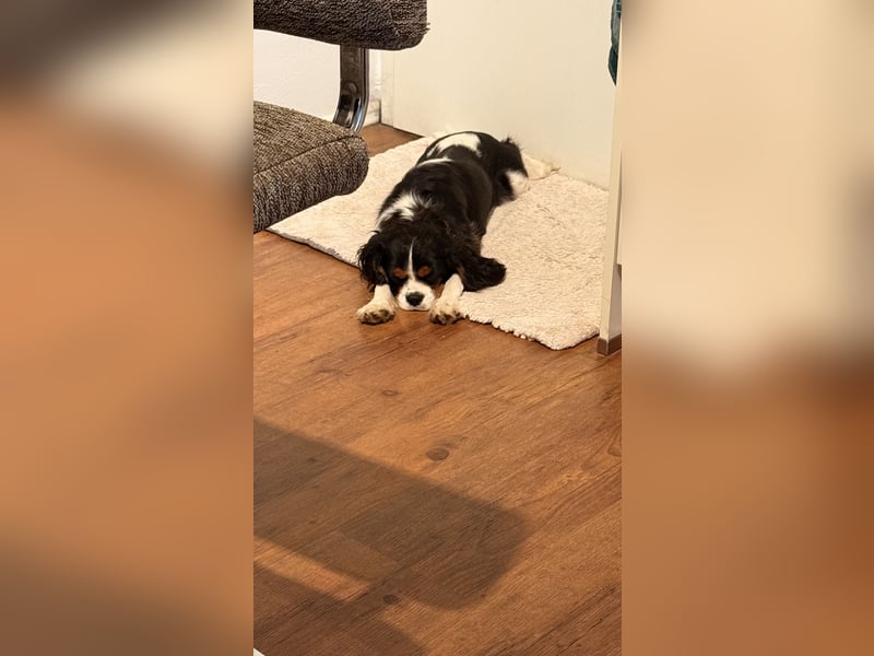 Herzensbrecher Loki sucht ein neues Zuhause