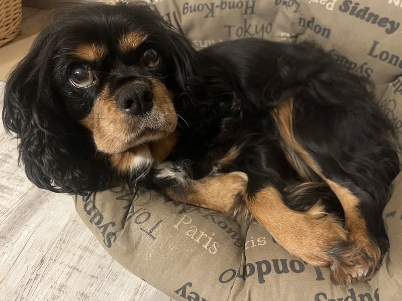 Hündin Cavalier King Charles Spaniel
