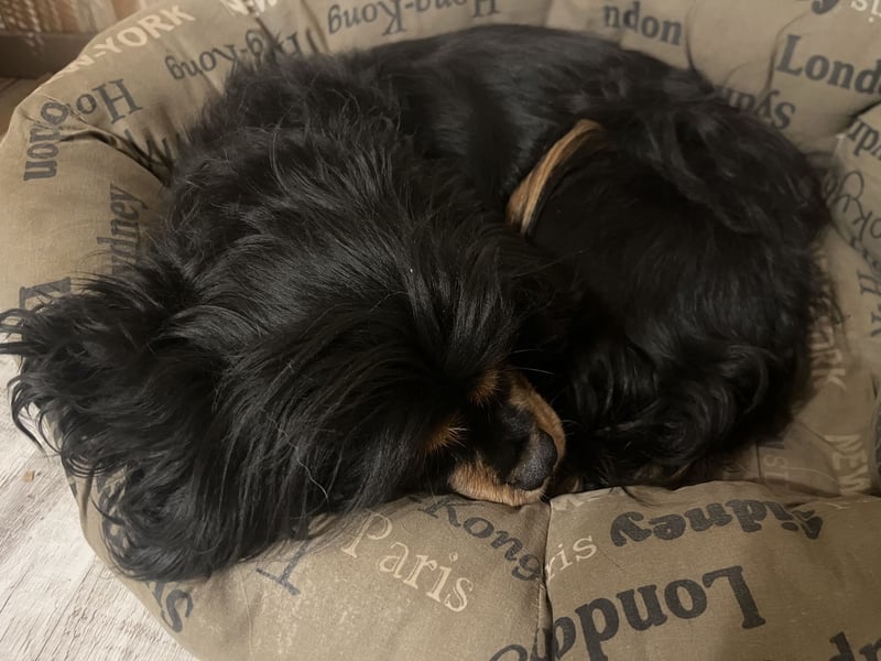 Hündin Cavalier King Charles Spaniel