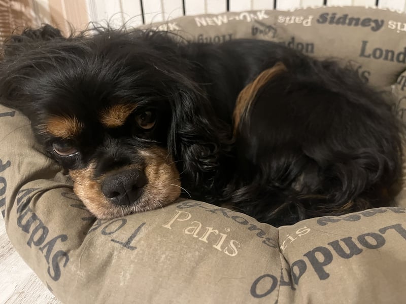 Hündin Cavalier King Charles Spaniel