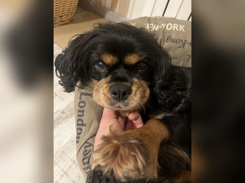 Hündin Cavalier King Charles Spaniel