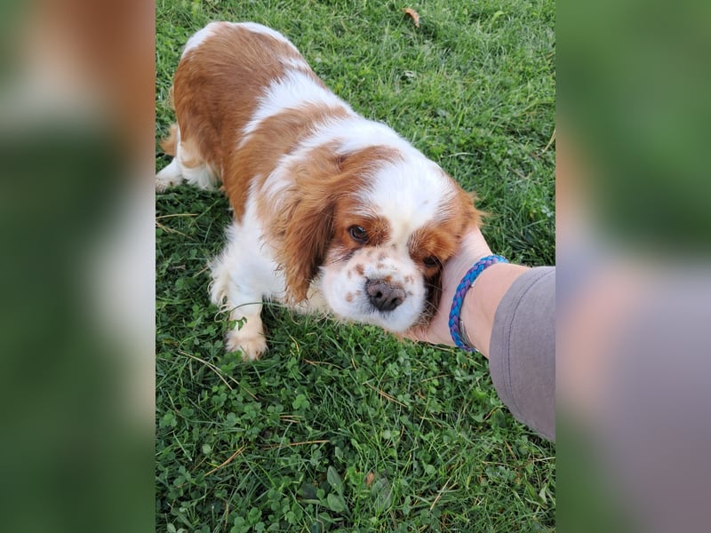 Beki, liebenswürdige Cavalier King Charles Hündin geb. 2020