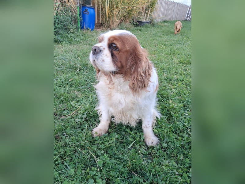 Beki, liebenswürdige Cavalier King Charles Hündin geb. 2020