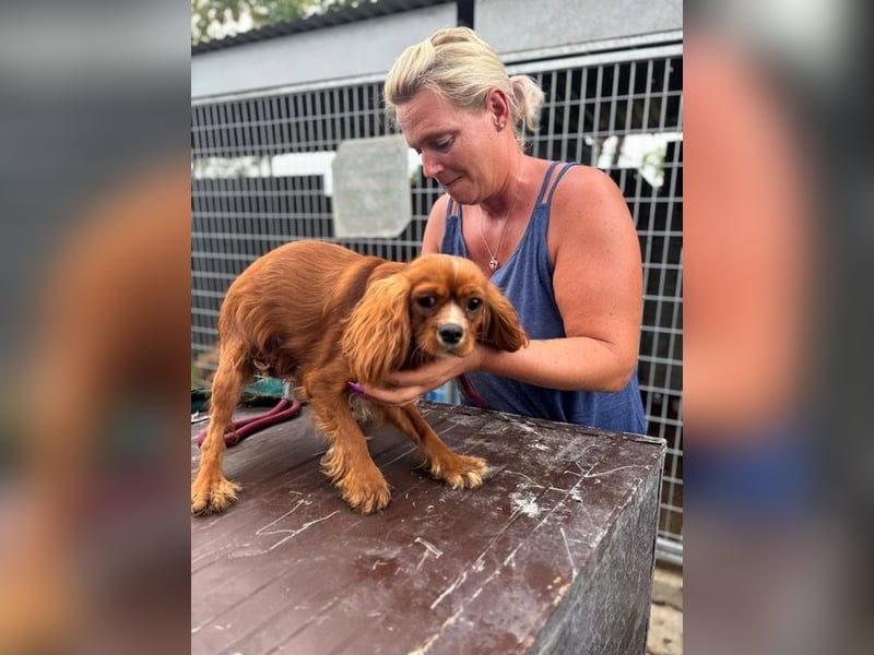 Monty, hübscher Cavalier King Charles Spaniel Rüde geb. 2024