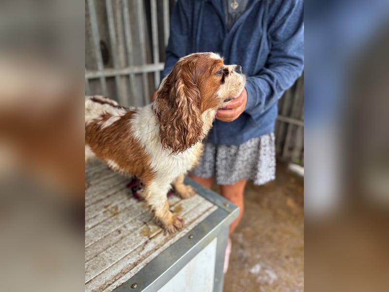 Jackson, Cavalier King Charles Spaniel geb. 2018
