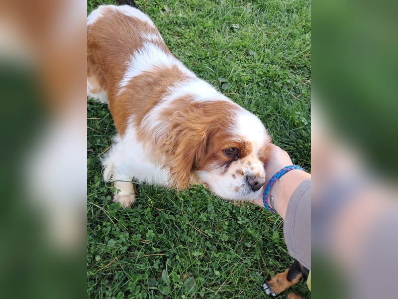 Beki, liebenswürdige Cavalier King Charles Hündin geb. 2020