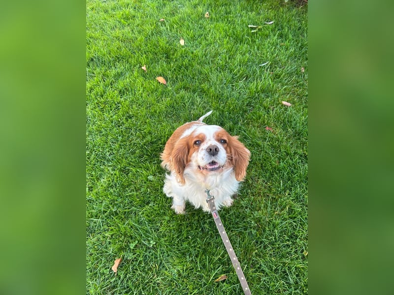 Adel, liebes Cavalier King Charles Spaniel Hündin geb. 2021