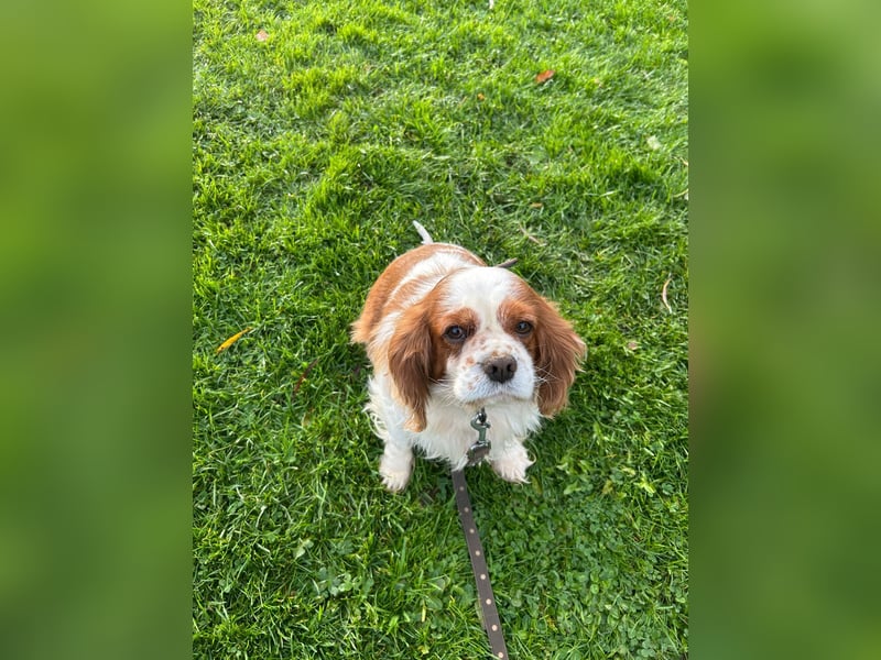 Beki, liebenswürdige Cavalier King Charles Hündin geb. 2020