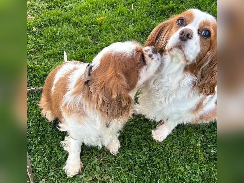 Beki, liebenswürdige Cavalier King Charles Hündin geb. 2020