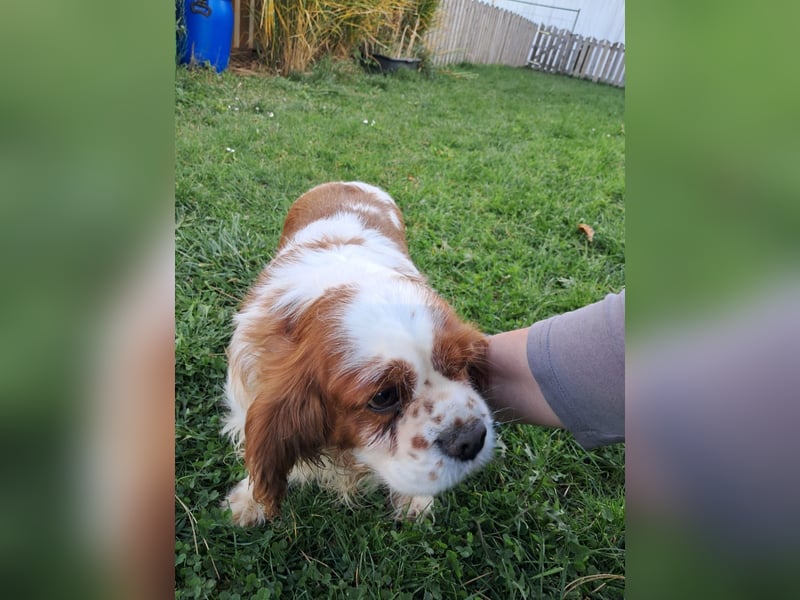 Beki, liebenswürdige Cavalier King Charles Hündin geb. 2020