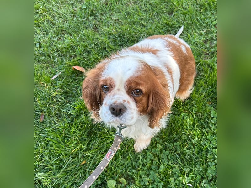 Beki, liebenswürdige Cavalier King Charles Hündin geb. 2020