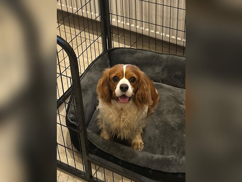 Adel, liebes Cavalier King Charles Spaniel Hündin geb. 2021