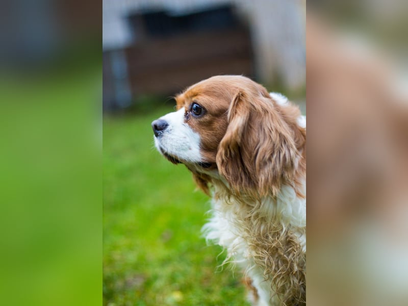 Adel, liebes Cavalier King Charles Spaniel Hündin geb. 2021