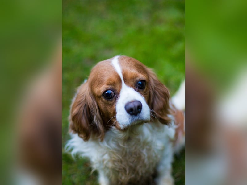 Adel, liebes Cavalier King Charles Spaniel Hündin geb. 2021