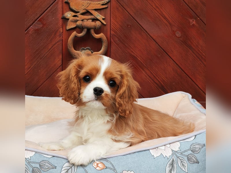 Cavalier King Charles Spaniel Cavalier King Charles Spaniel