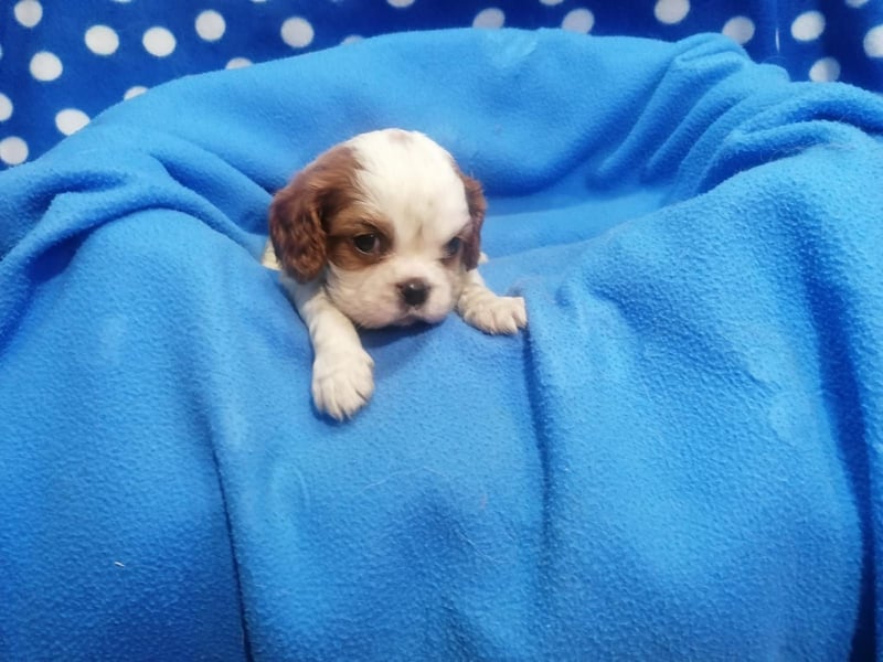 Cavalier King Charles Spaniel Welpen