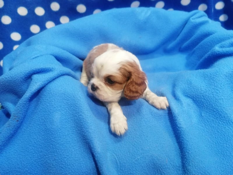 Cavalier King Charles Spaniel Welpen