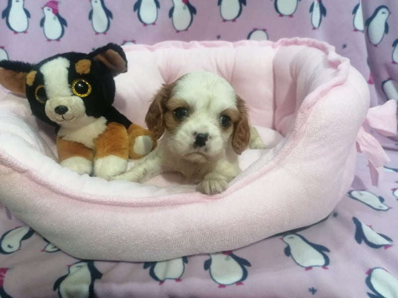 Cavalier King Charles Spaniel Welpen