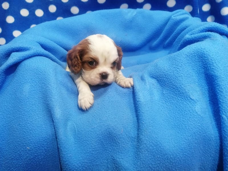 Cavalier King Charles Spaniel Welpen