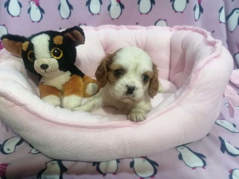 Cavalier King Charles Spaniel Welpen