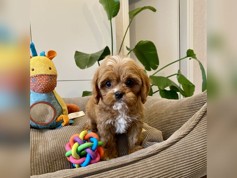 Cavapoo, Pudel, Cavalier King Charles Spaniel