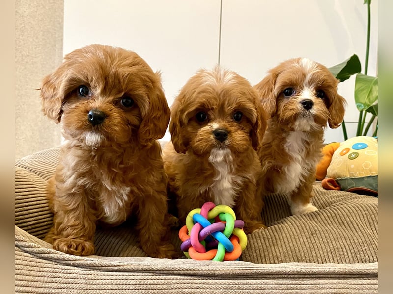 Cavapoo, Pudel, Cavalier King Charles Spaniel