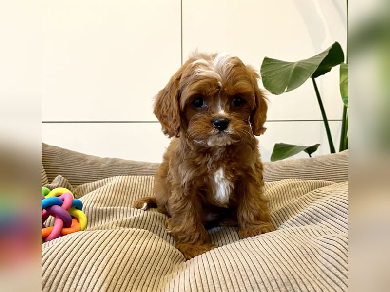 Cavapoo, Pudel, Cavalier King Charles Spaniel