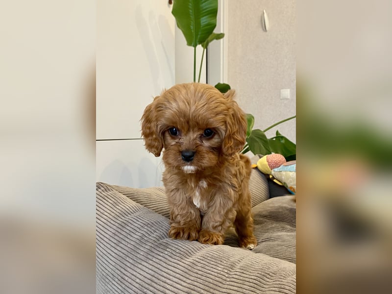 Cavapoo, Pudel, Cavalier King Charles Spaniel