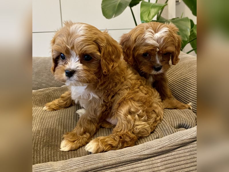 Cavapoo, Pudel, Cavalier King Charles Spaniel