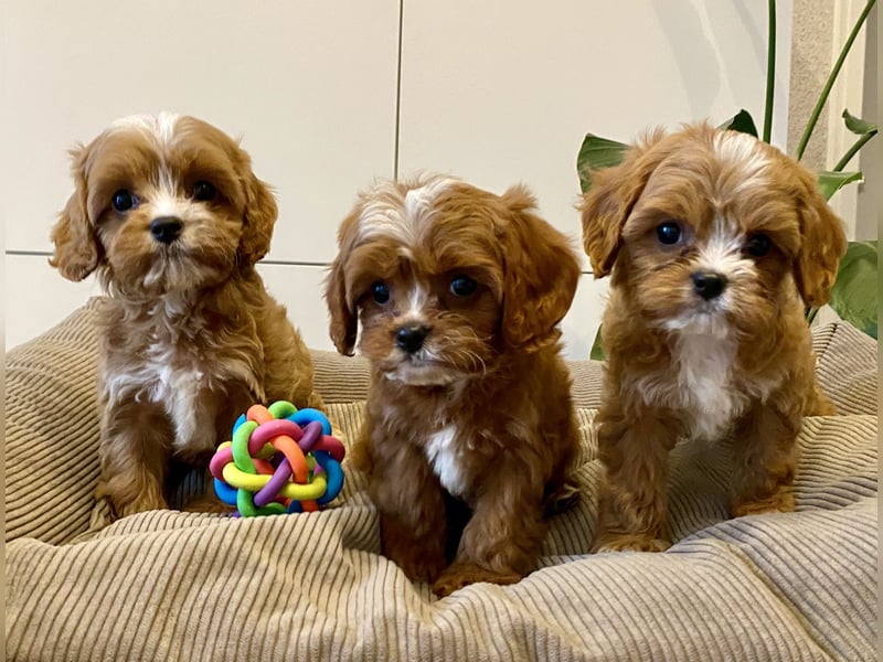 Cavapoo, Pudel, Cavalier King Charles Spaniel