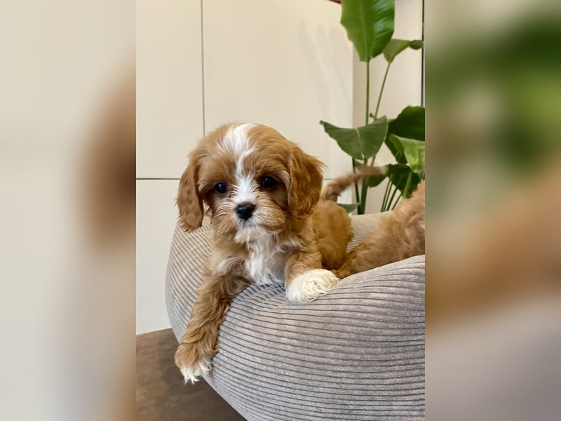 Cavapoo, Pudel, Cavalier King Charles Spaniel