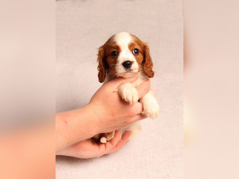 Cavalier king Charles spaniel welpen