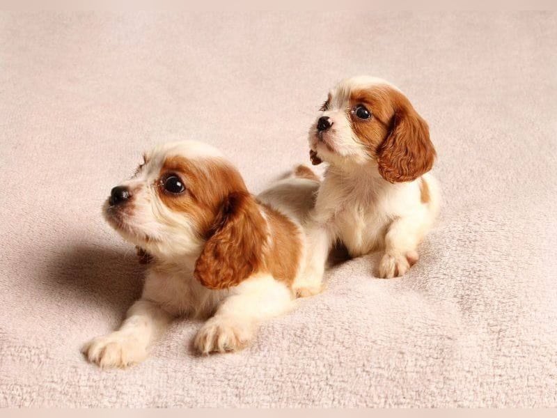 Cavalier king Charles spaniel welpen