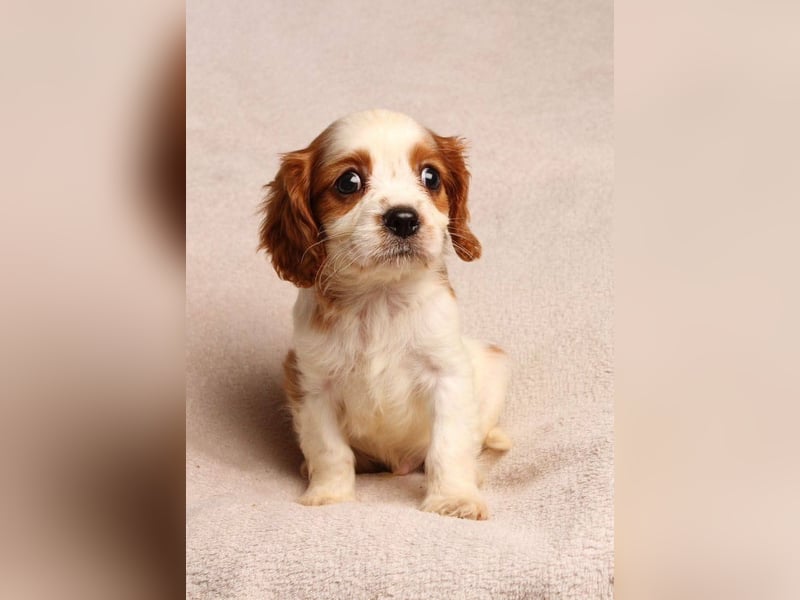 Cavalier king Charles spaniel welpen
