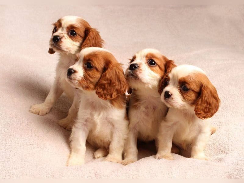 Cavalier king Charles spaniel welpen