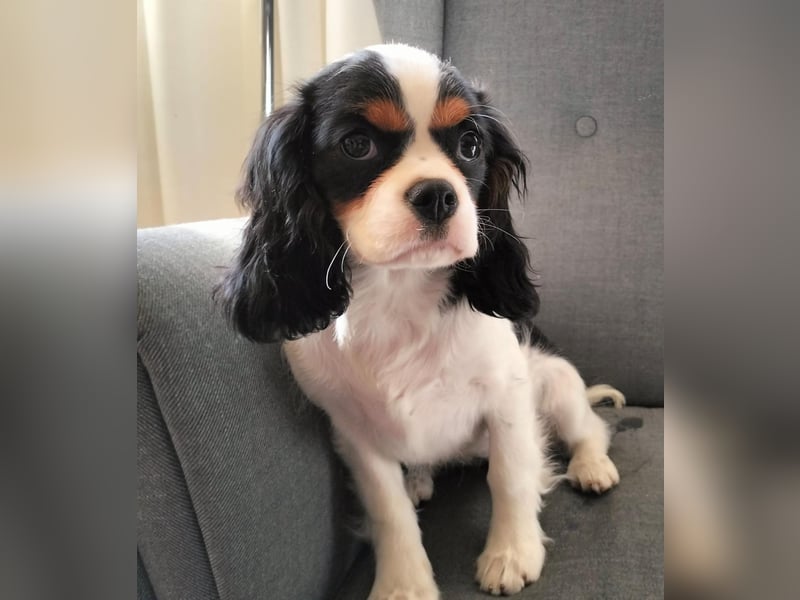 Cavalier King Charles Spaniel Hündin vom offiziellen Züchter