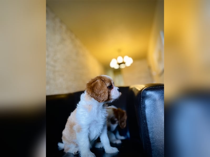 Juliet Cavalier King Charles Spaniel