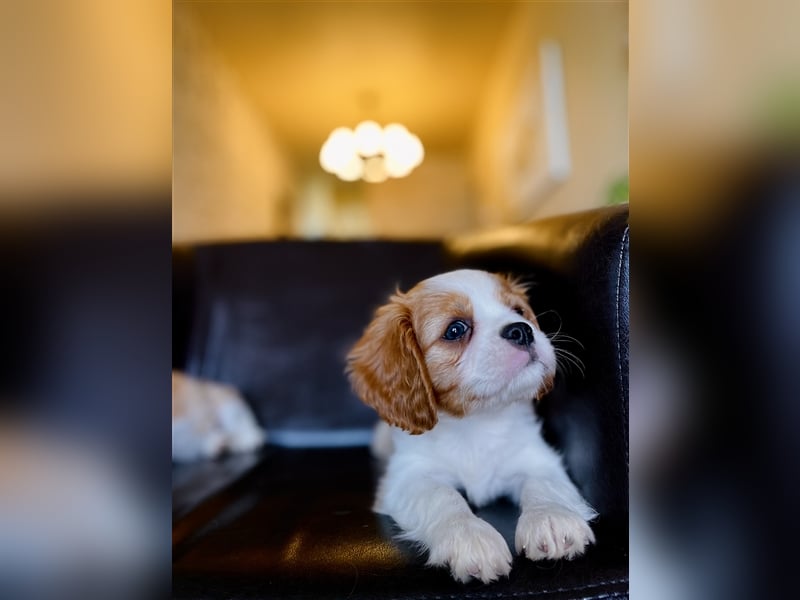 Juliet Cavalier King Charles Spaniel