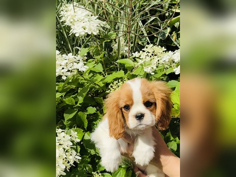 Cavalier Prinzessin sucht königliches Zuhause