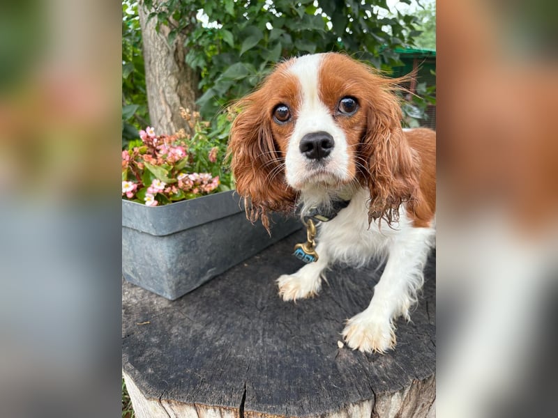 Bella, zauberhafte Hündin