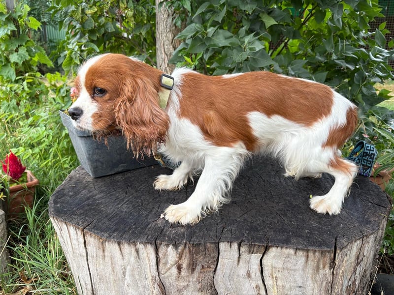 Bella, zauberhafte Hündin