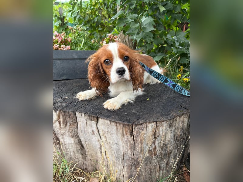 Bella, zauberhafte Hündin