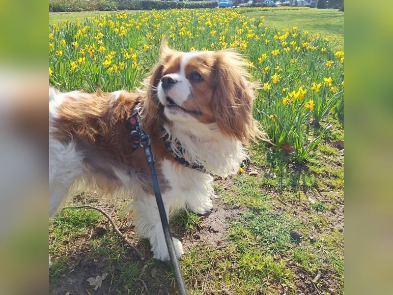 Zauberhafte Cavalier King Charles Spaniel Hündin zu verkaufen-  nur in liebevolle Hände