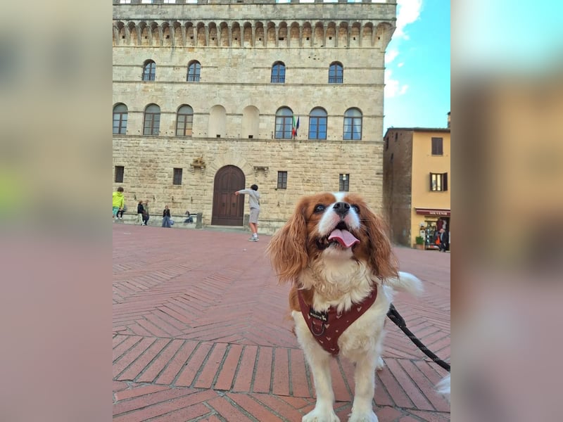 Zauberhafte Cavalier King Charles Spaniel Hündin zu verkaufen-  nur in liebevolle Hände