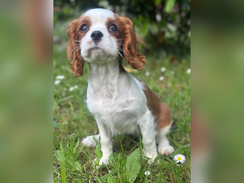 Zauberhafte Cavalier- King Charles Spaniel  sucht Zuhause