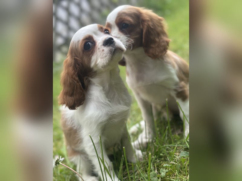 Zauberhafte Cavalier King Charles Spaniel Suchen liebevolles Zuhause