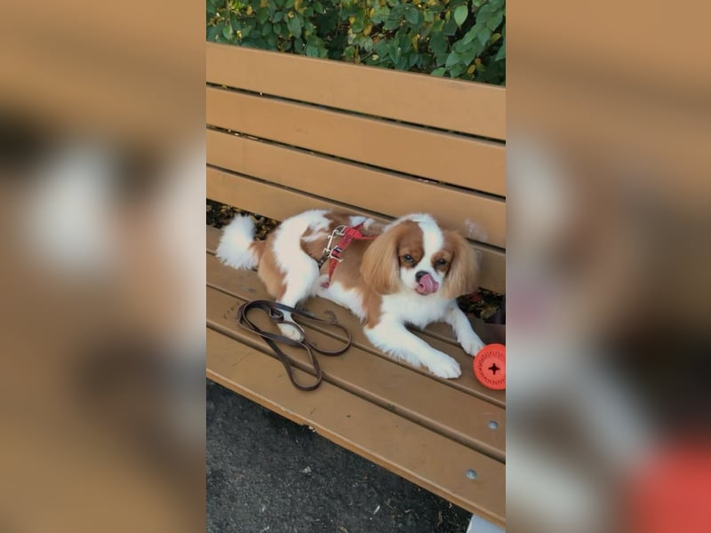 Zauberhafte Cavalier King Charles Spaniel Hündin zu verkaufen-  nur in liebevolle Hände